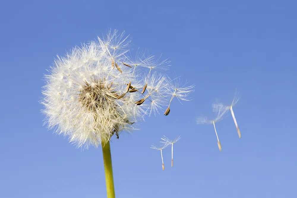 Luchtreinigers Tegen Pollen Luchtreinigers tegen pollen